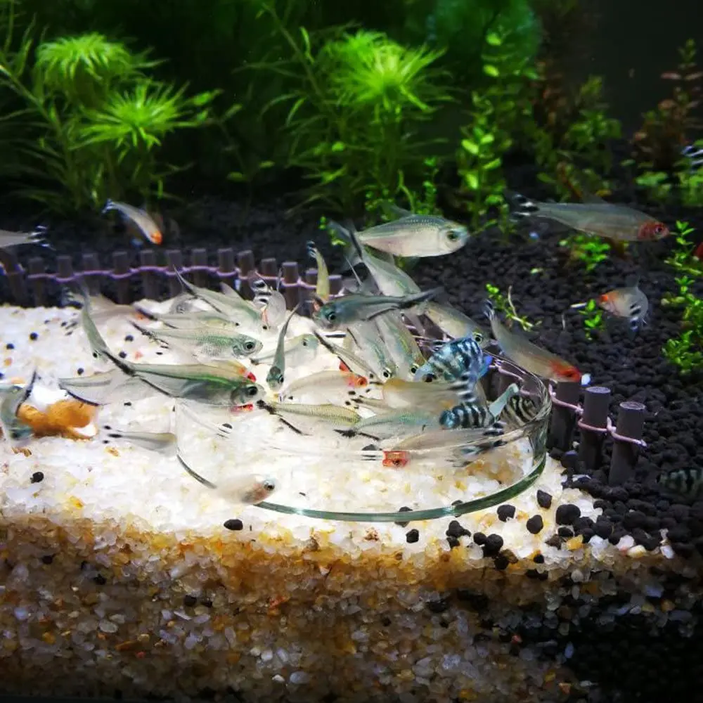 6/6.5/7.5/8/9cm Aquarium Feeding Bowl Fish Tank Feeder Shrimp Tropical Fish Ratfish Glass Feeding Dish Clear Round Tray Access