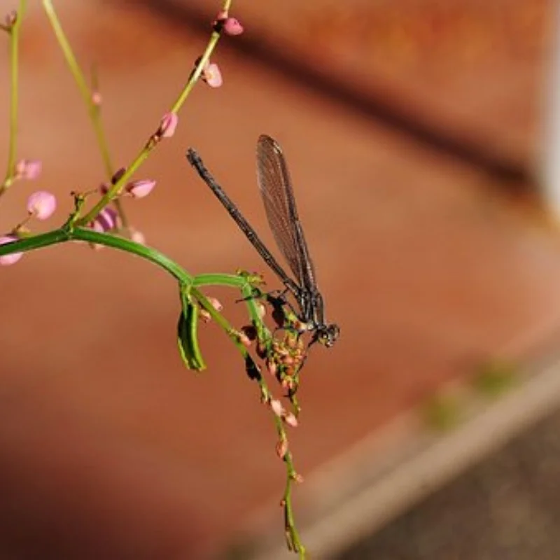 

18T металлический сервопривод/серводиск для RC гоночного дрона FPV модель DS5160 RDS5160 запасная часть цифрового сервопривода