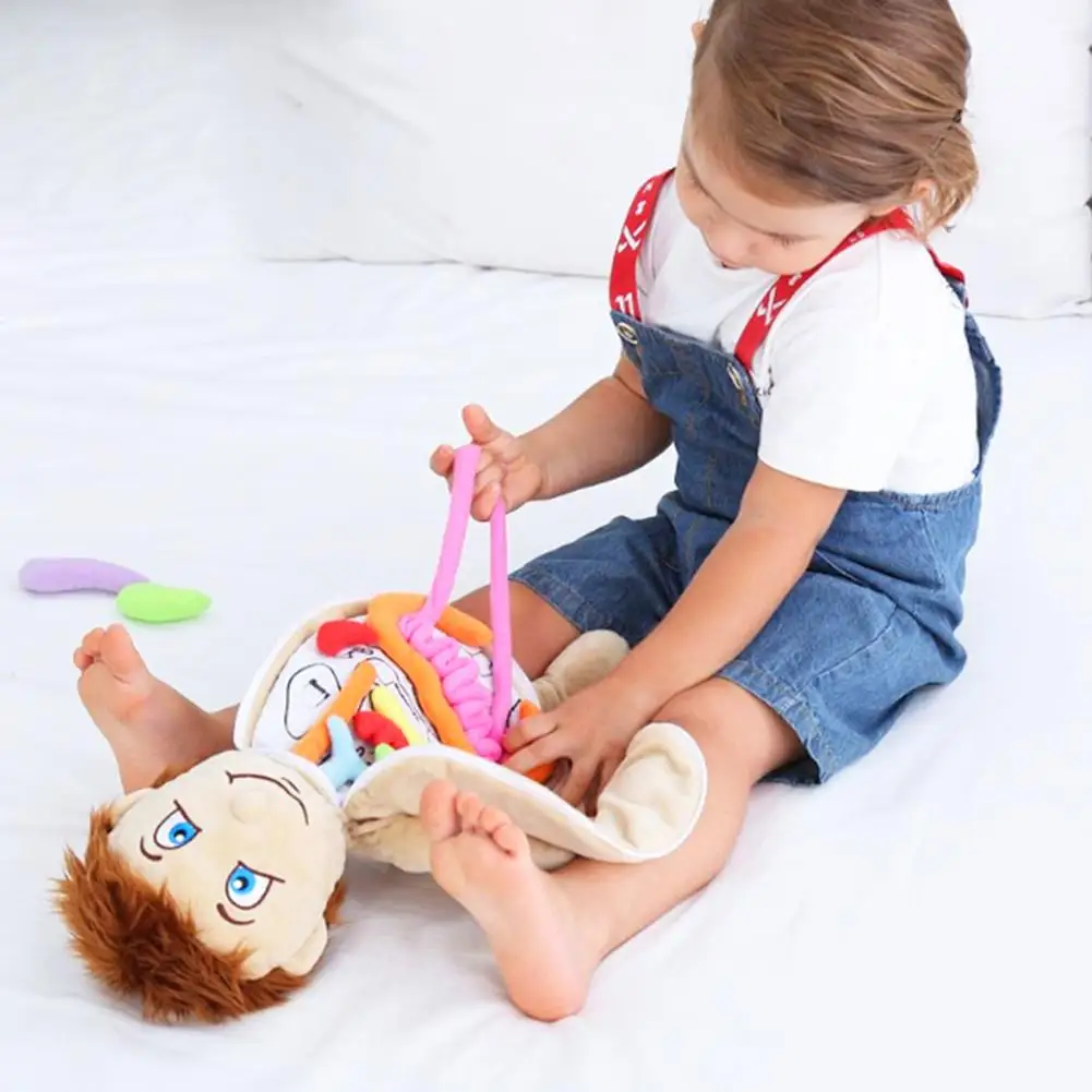 Rompecabezas 3D para niños, modelo de cuerpo humano, juguete de felpa de anatomía, órgano de aprendizaje Montessori, juguete ensamblado DIY,