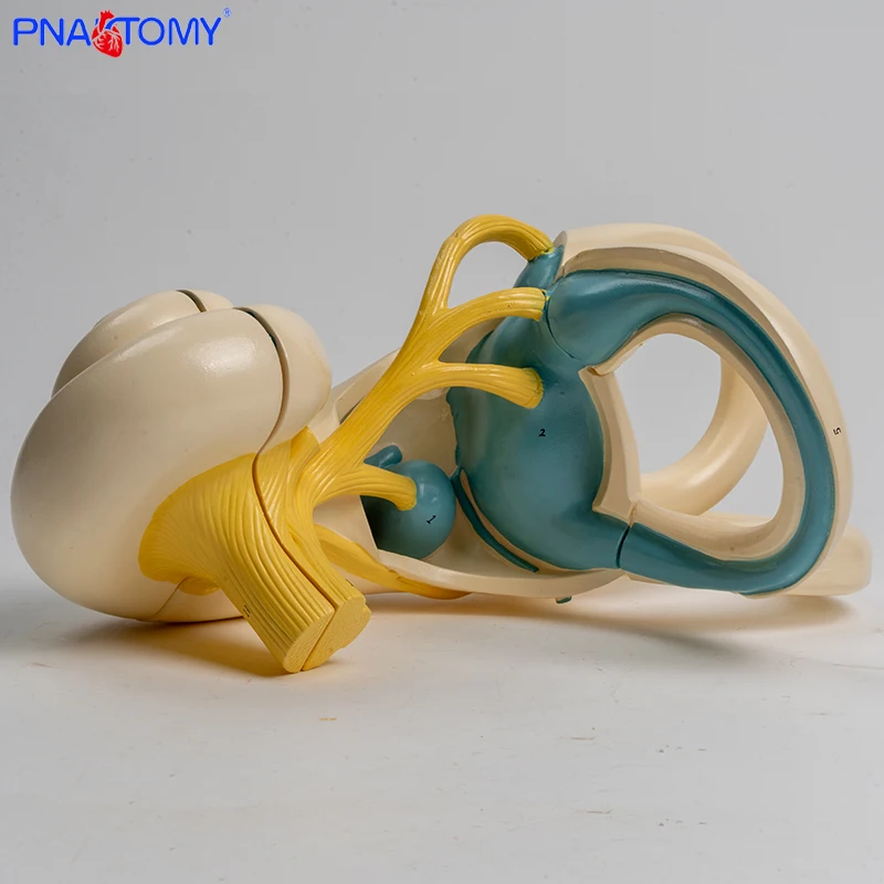 Enlarged human ear semicircular canal cochlear semicircular canal anatomical model inner ear labyrinth model medical tool