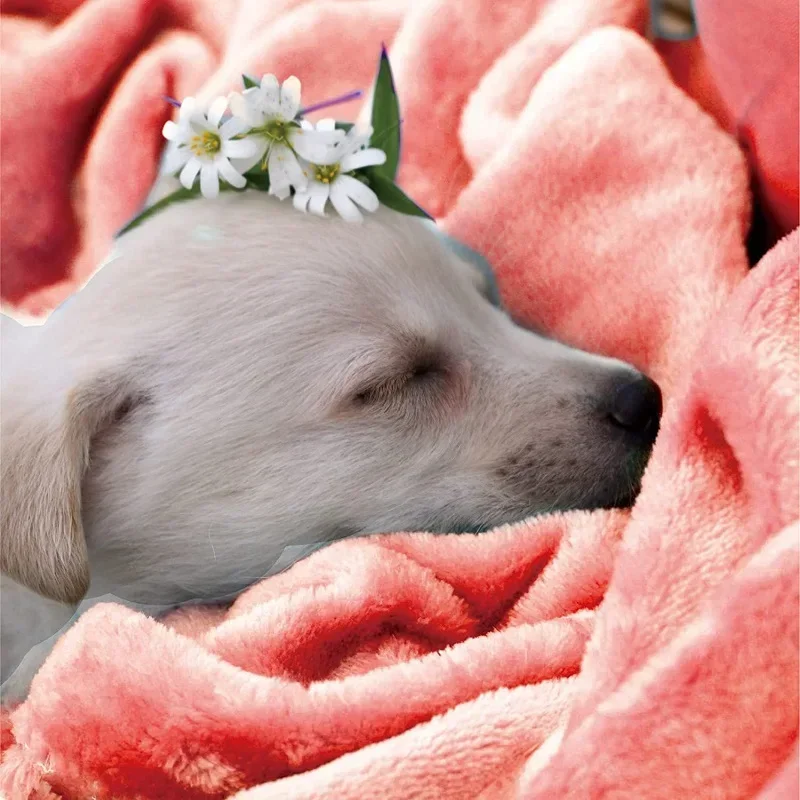 Coral Fleece Blanket for Couch, Monochromatic, Plush Fuzzy Lightweight Throw, Super Soft, Microfiber Flannel, Nap Blankets, Warm