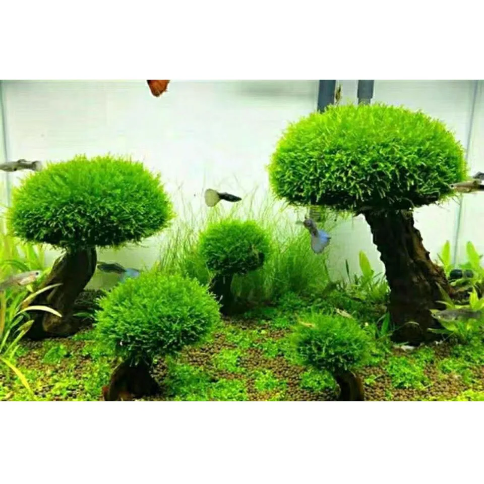 Fish Tank Plant Moss Tree Landscaping Decoration Wood Plant Root Driftwood Aquatic Plants Grass Aquarium Accessories (No Moss)