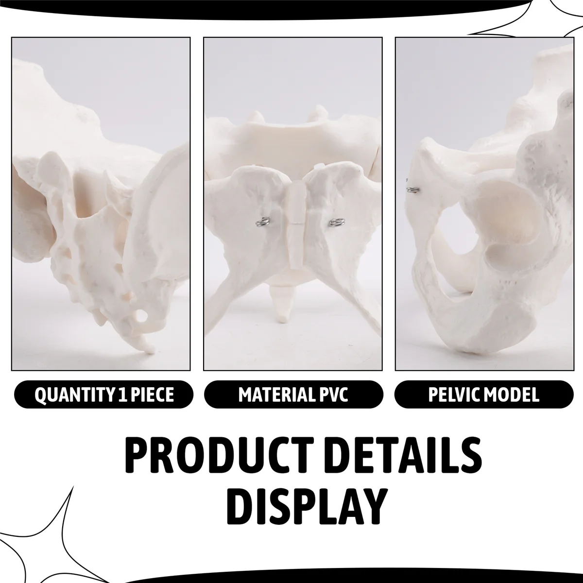 

RYOST Life Size Female Pelvis Model, Hip Model - Female Anatomy Model, Hip Bone Pelvic Model Female Anatomical Model