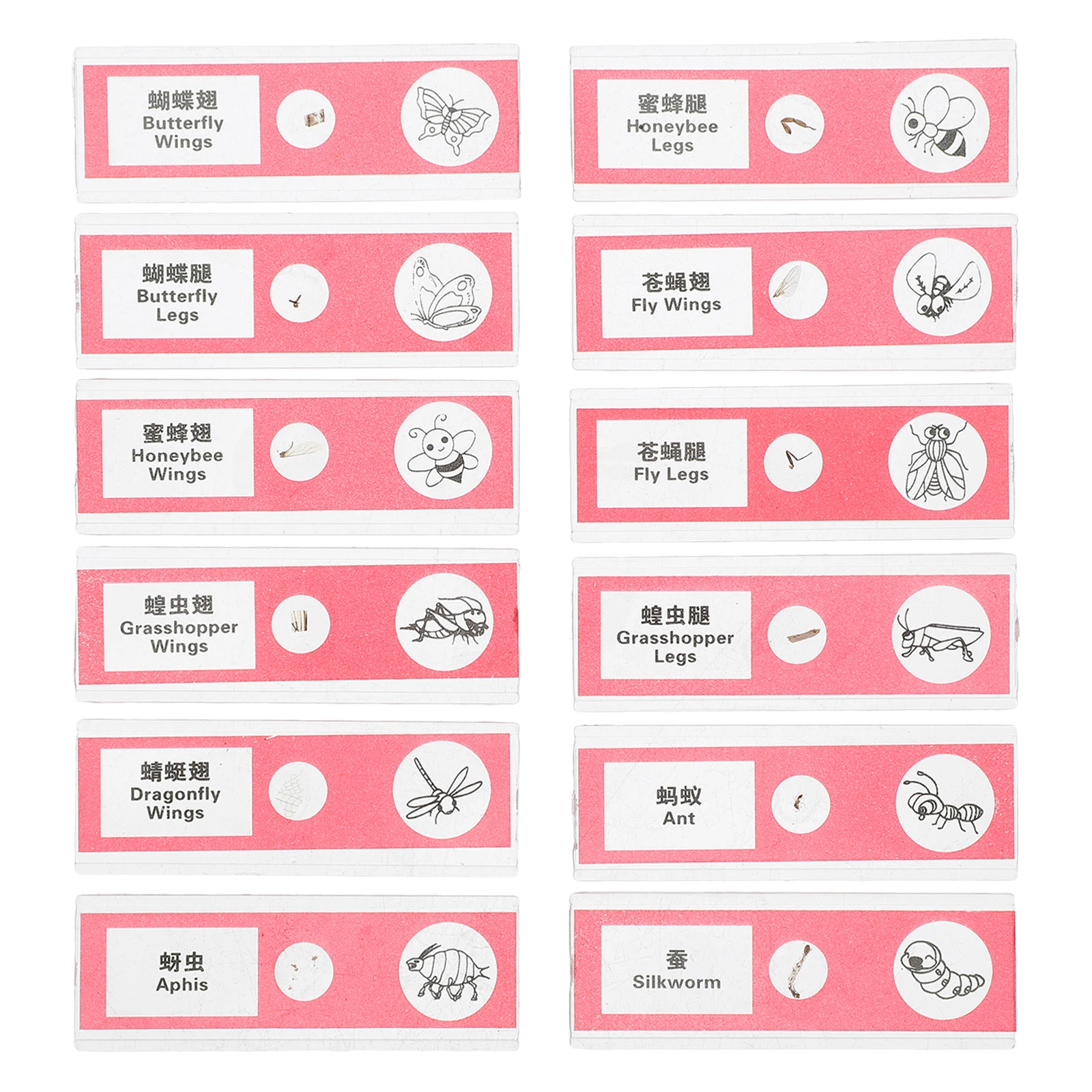 

12 Pcs Biological Sample Slides Clear Microscope Specimens Vegetable Animal Insect Tissue Prepared Lab Teaching Kit