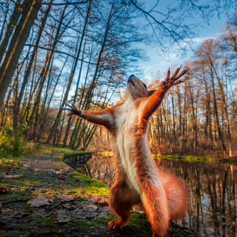 

69*51cm Adult 1000 Pieces Paper Jigsaw Puzzle Red Squirrel's Ideal Cute Animals Paintings Stress Reducing Toys Christmas Gifts