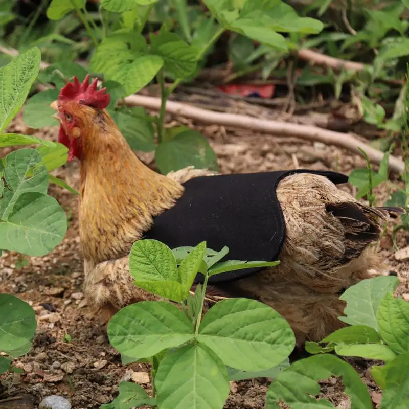 

Chicken Back Protector For Hens 3X Chicken Apron Back Protector For Hens Protective Livestock Clothes For Small Medium Large
