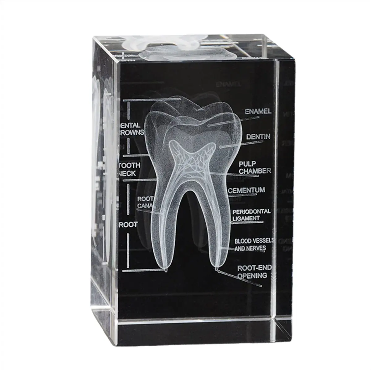 A56K 3D Human Oral Cavity Tooth Crystal Model Laser-Etched Anatomical Model for Science Office Decoration Dentists Gifts
