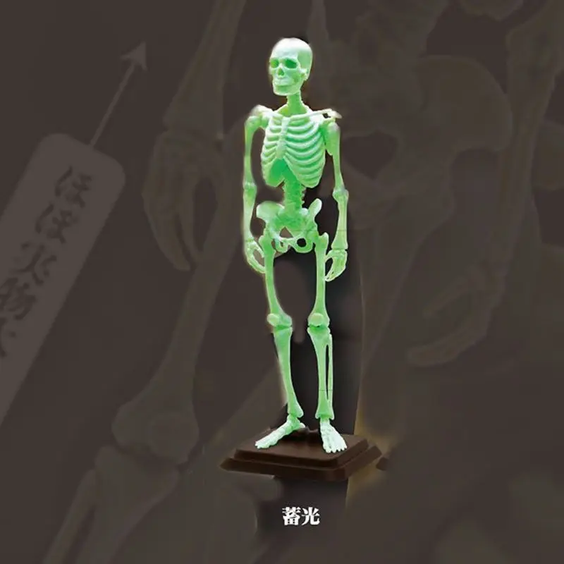 Halloween Gift Human Skeleton 1/12 Scale Model Skeleton Collectible Skull Decoration Action Figures