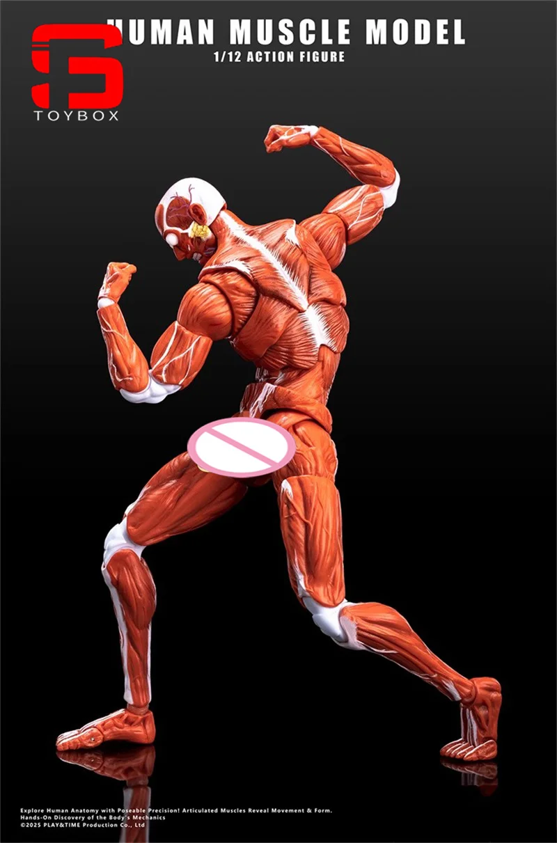 【2025 Q4】인간 근육 모델 1/12 스케일 남성 근육 관절 바디 6" 취미 컬렉션을 위한 슈퍼 유연한 관절형 바디 인형