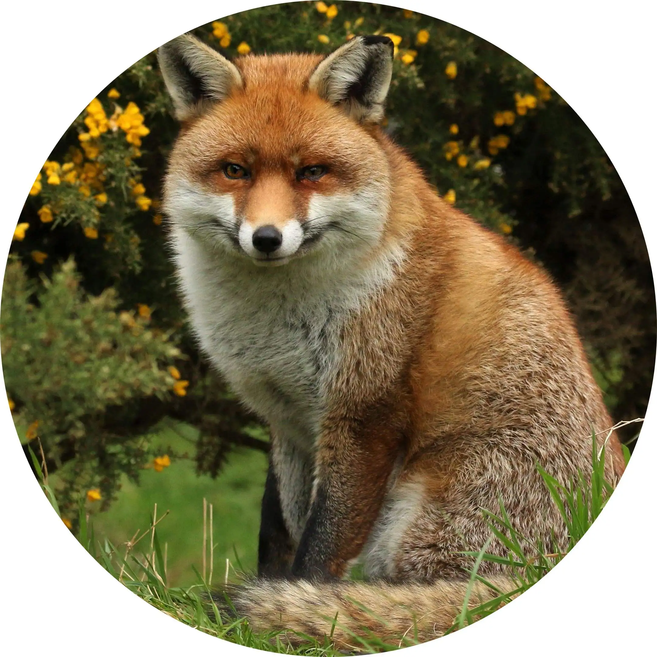 

Animal Cute Fox Coasters for Drinks, Set of 1 Absorbent Round Ceramic Coasters Cork Backing Tabletop Protection Mat for Drinks
