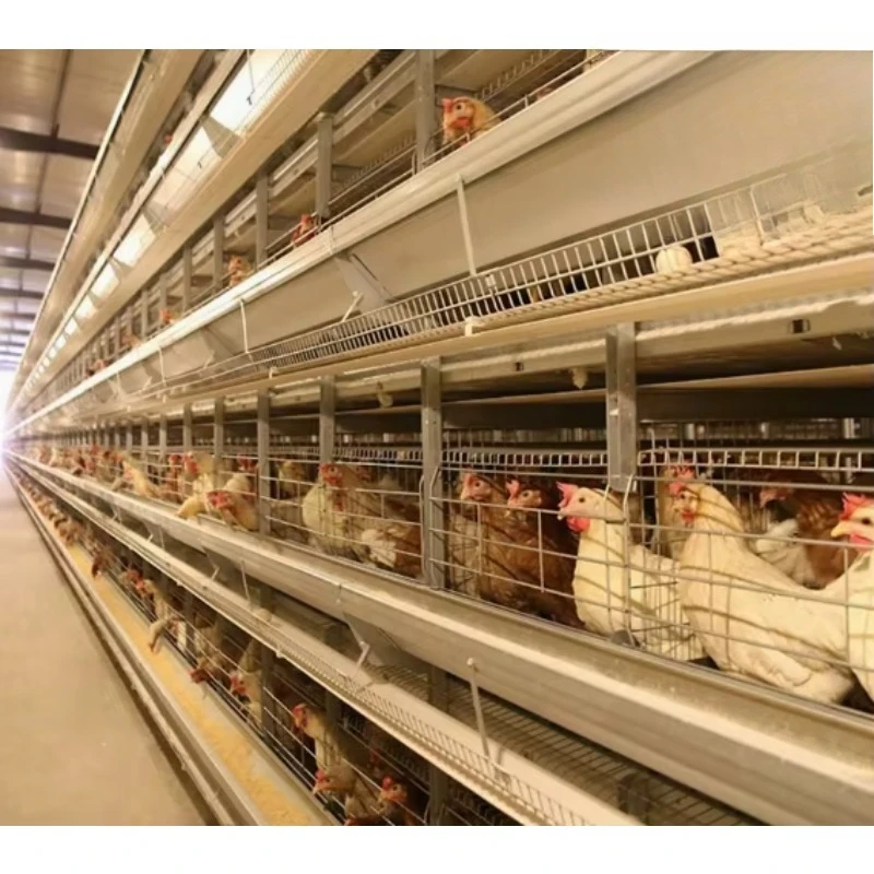

Automatic H Type Broiler Battery Cage, Sistema De Jaulas Tipo H,jaulas Para Gallinas Ponedoras,layer Hen Cage,broiler Cage