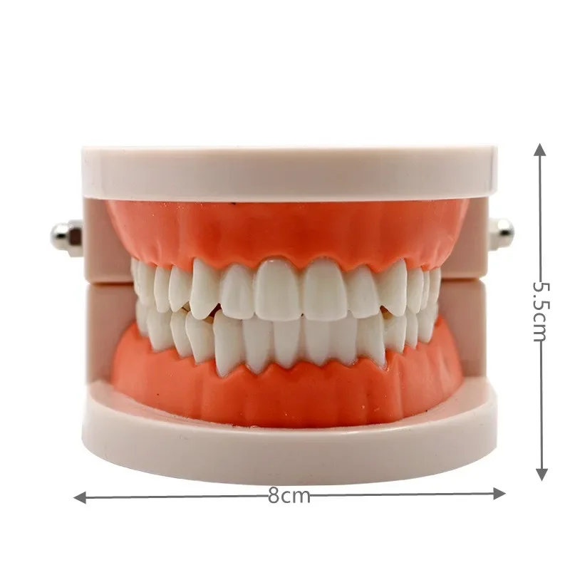 Modelo de brinquedo de folheado de dente branco, modelo oral padrão dental, ensino de odontologia, demonstração de jardim de infância, ferramenta de escovação de dentes