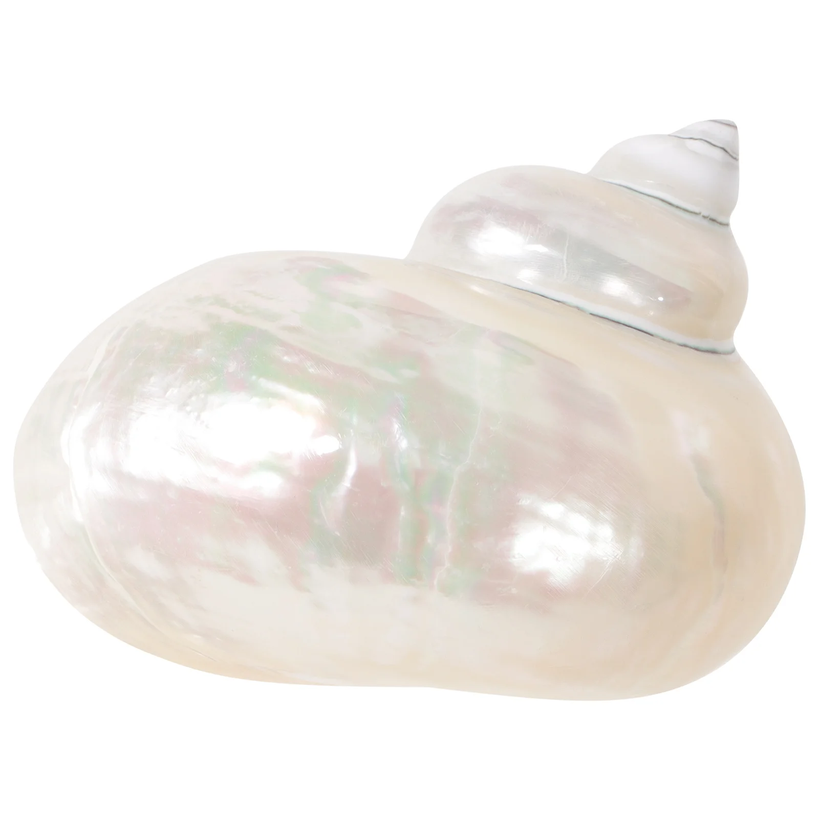 

Hermit Crab Shell Sea Conch Hand Painting Conch Fish Tank Decor DIY Crafts Aquarium Ornaments