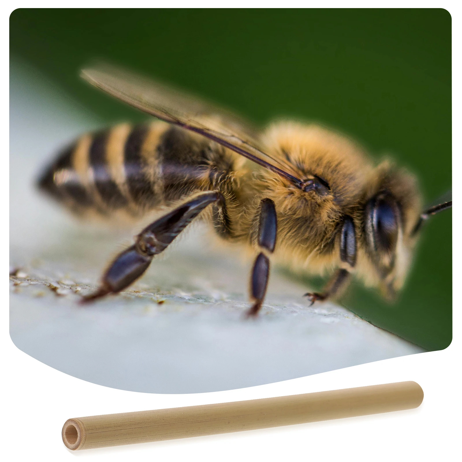 

20pcs Bamboo Bee Tubes Easy Install Move Create Nesting Areas Outdoor Replacement Refill Bees House Garden Diversity Beekeepers