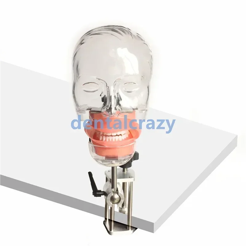 Dental simulator Nissin manikin phantom head Dental phantom head model with bench mount for Dentist Teaching Practice