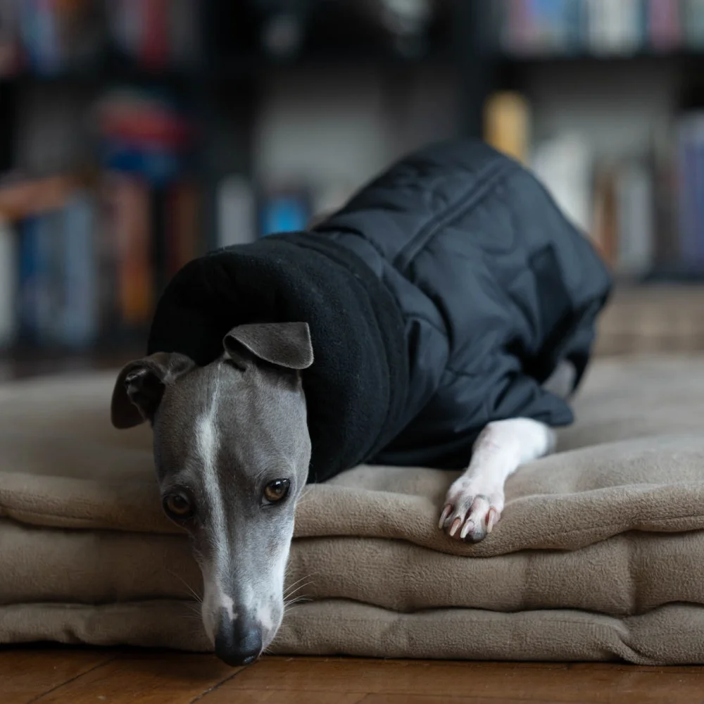 Winterroter Umhang für Hunde, eleganter verstellbarer Bund, dicker Baumwollmantel für Italien, Windhund, winddichte warme Jacke für Whippet – Detail 8