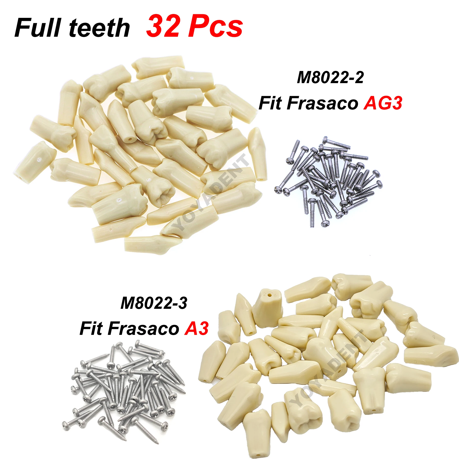 

Dental Teeth Model Fit Frasaco A3/AG3 Model Full teeth 32Pcs Replacement Tooth Particles Dentistry Preparation Training Teach