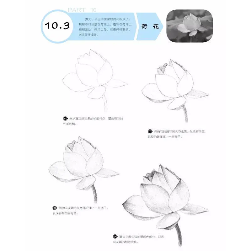 Basic Sketch Tutorial Painting Book Hand Painted Still Life Fruit Geometry Practice Book Zero-based Self-study Teaching Material