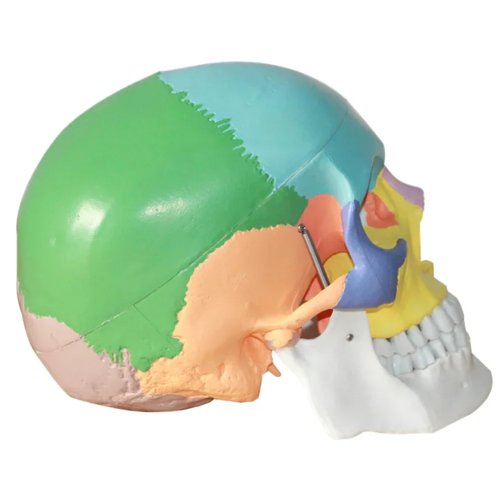 19X15X21cm Anatomical human color skull model 3 parts 1:1 anatomical medical teaching skeleton
