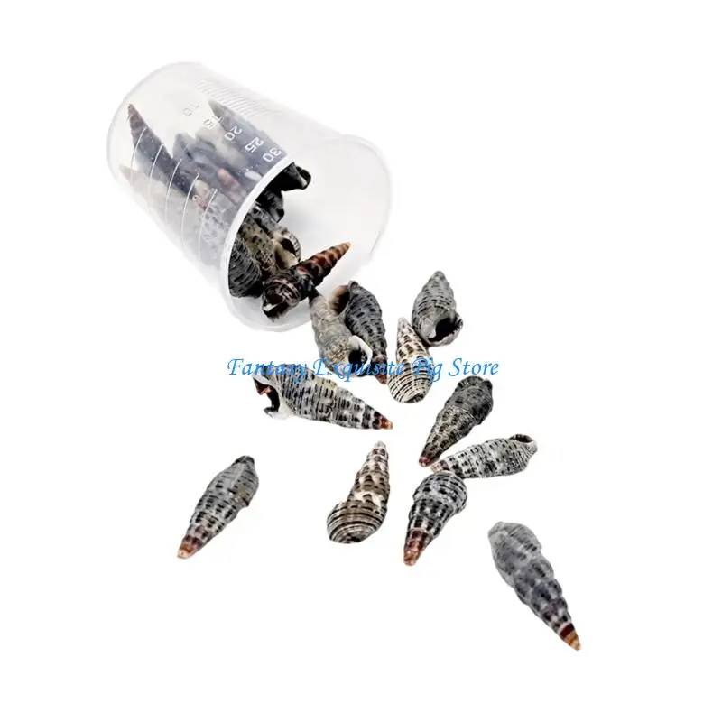Natural Seashells for Crafts & Jewelry