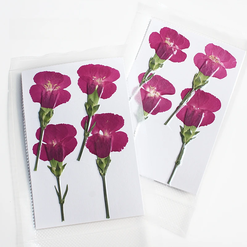 Natur geprägte Polystyrol Nelke, neue primäre getrocknete Blume DIY Epoxy Handytasche Blumen Lesezeichen Hochzeitsdekoration, 4 Stück – Detail 10