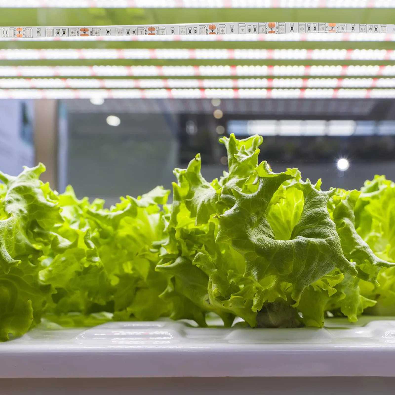 

300W LED Plant Lamp Waterproof Flexible Growth Light Strip Easy Use Self-Adhesive for Indoor Veg Flowers Garden Hydroponic Plant