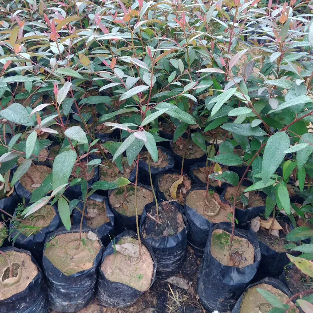 Bolsas de cultivo gruesas para vivero, alta tasa de supervivencia, fácil de colocar en posición vertical, perfectas para pimientos de campana y pepinos, 100 piezas
