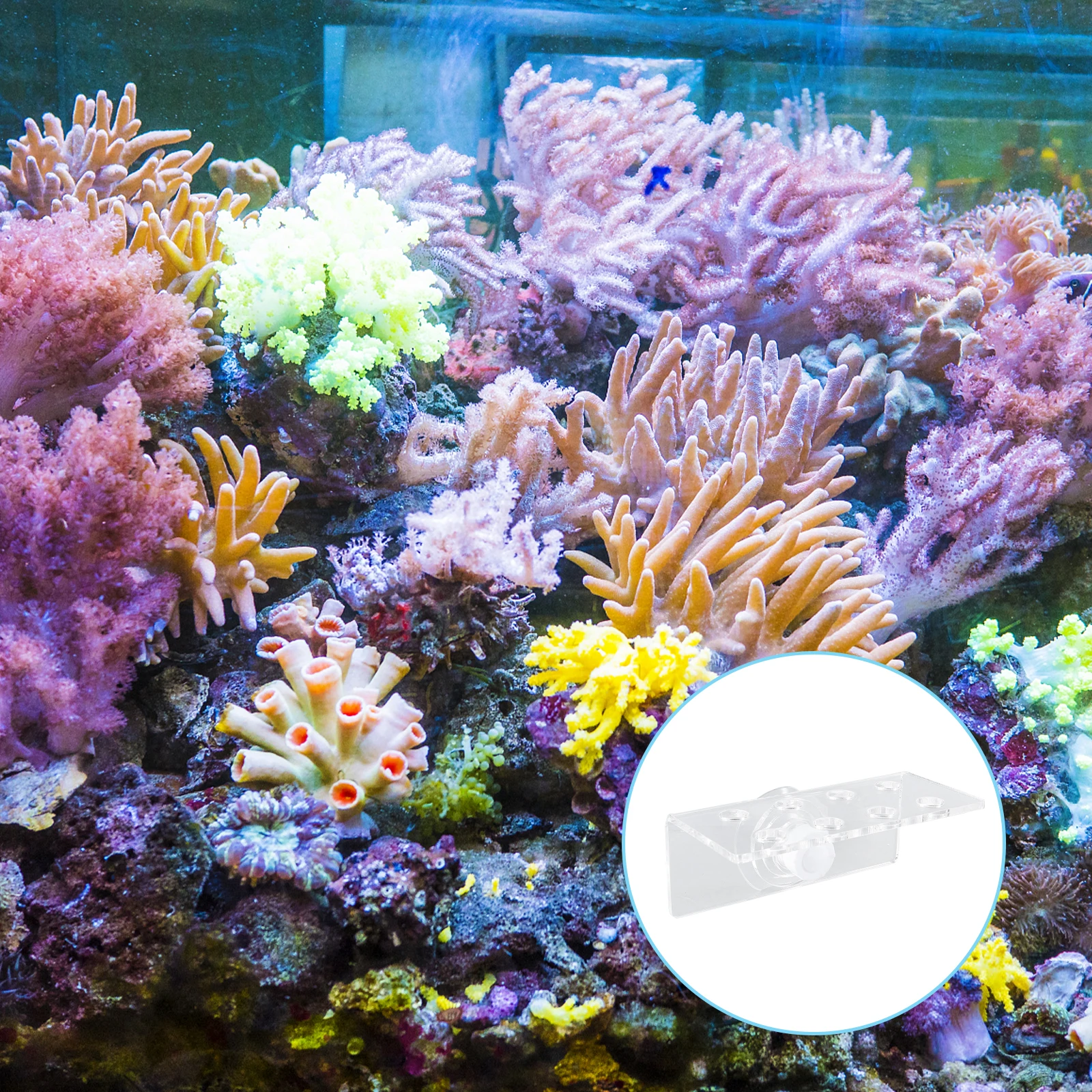 

Coral Support Acrylic Bracket Transparent Decorations Fish Tank Reef Rack Coral Button Holder Aquarium Pet Supplies