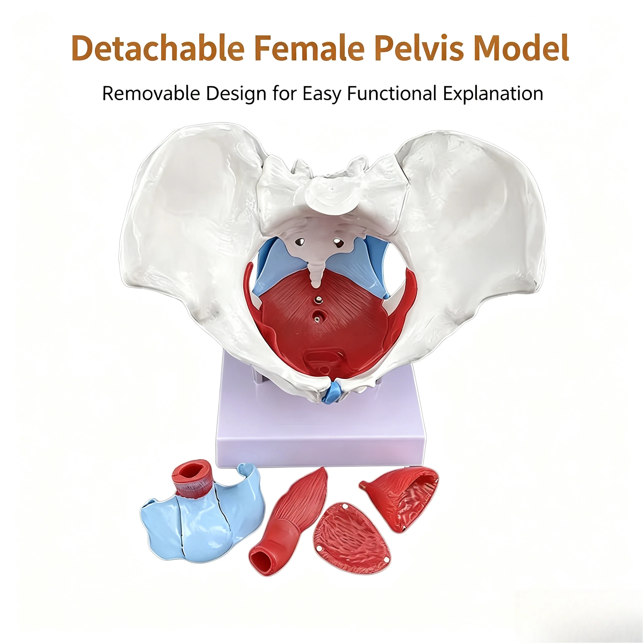 Female Pelvis Pelvic Floor Muscle Model Anatomical Structure Display of Reproductive Organs Postpartum Rehab Teaching Aid