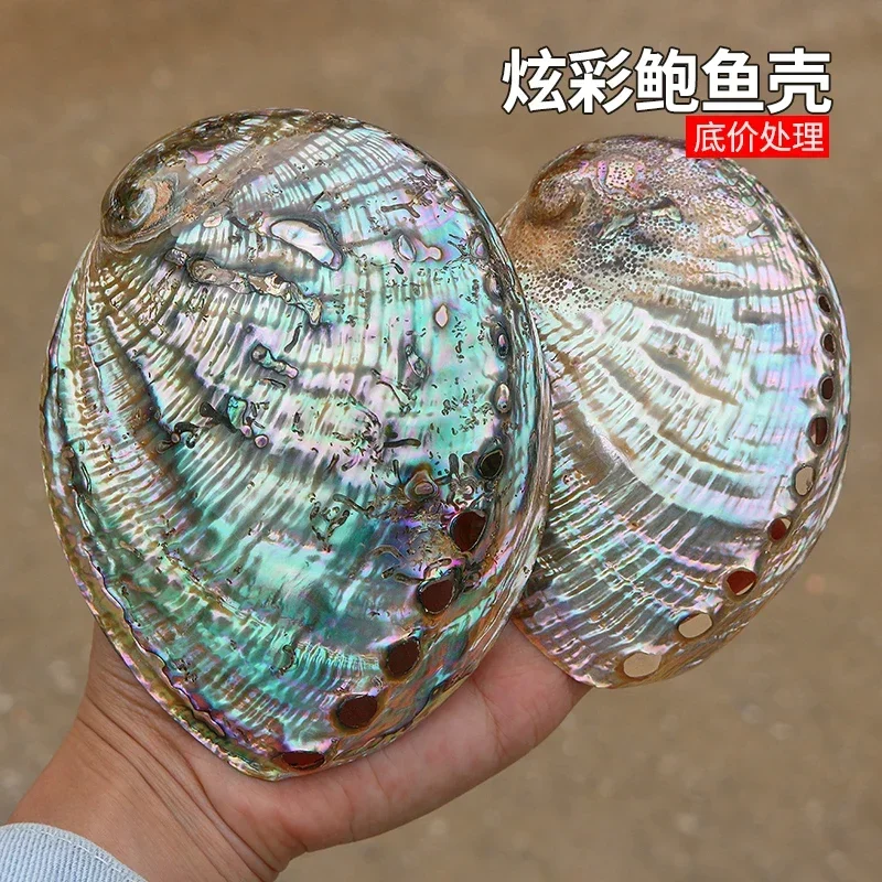 Natural Conch Shells, Colorful Abalone Shells, Defective Fish Tank Landscaping Home Furnishings