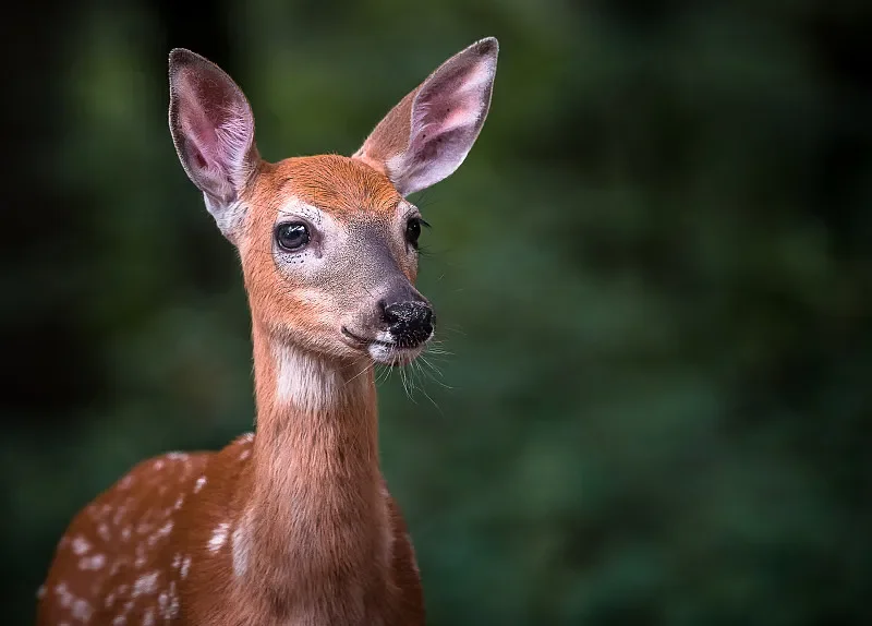 

HAKRC F405 WING Flight Controller Built-in OSD Barometer BEC 2S-6S Lipo for RC Fixed Wing Model Airplane