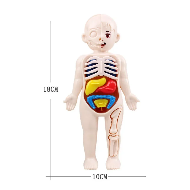 Juguetes Montessori para niños, educación científica, modelo de anatomía de órganos del cuerpo humano, juguetes médicos ensamblados DIY, herramientas de enseñanza para niños