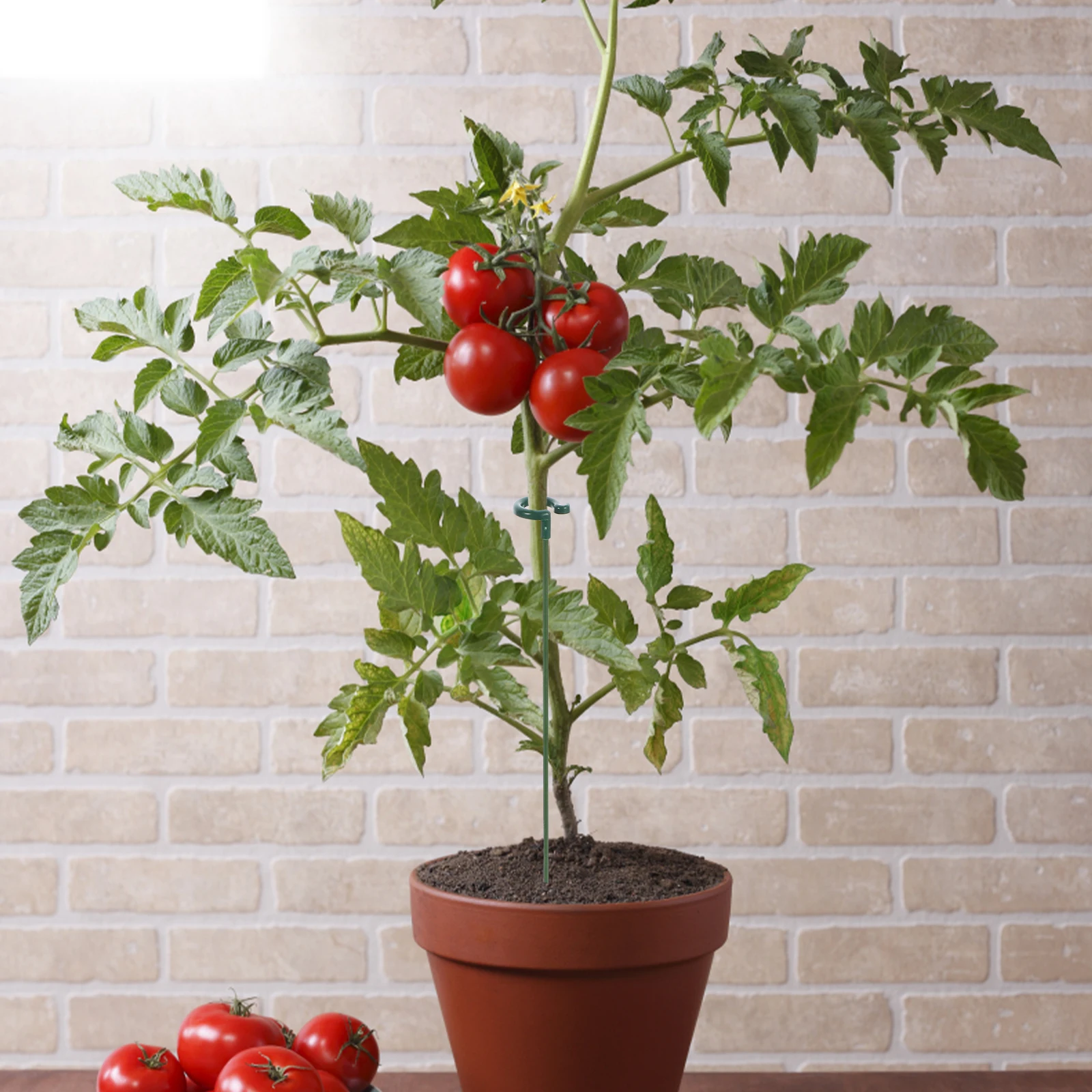 

10pcs Plant Growth Support Bracket for Garden Flower Stems Climbing Plants Potted Plant Trellis Rod Sturdy Holder for Tomatoes