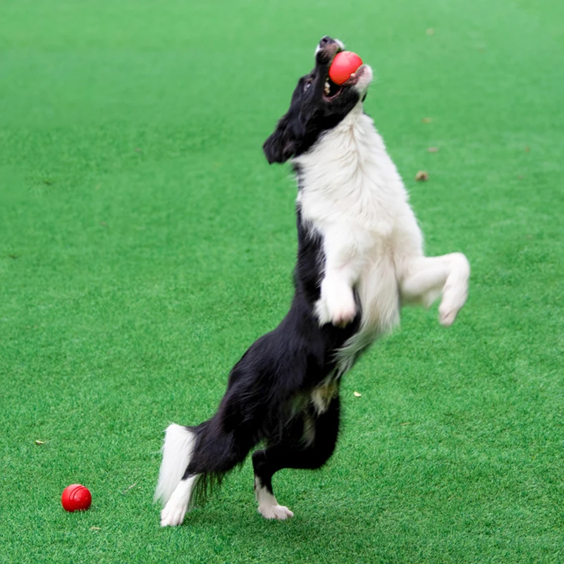 Thumbnail 4 - #44 Trending Dog Balls Right Now