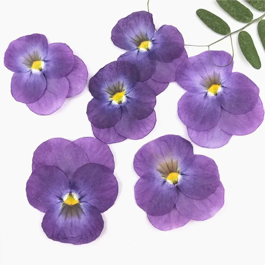 60pcs Pressed Dried Pansy Viola Tricolor L. Flower Plants Herbarium For Jewelry Postcard Bookmark Phone Case Making DIY
