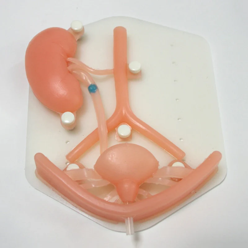 Urology Laparoscopic Simulation Training Module, Urological System Silicone Organs, Urological Surgery Training