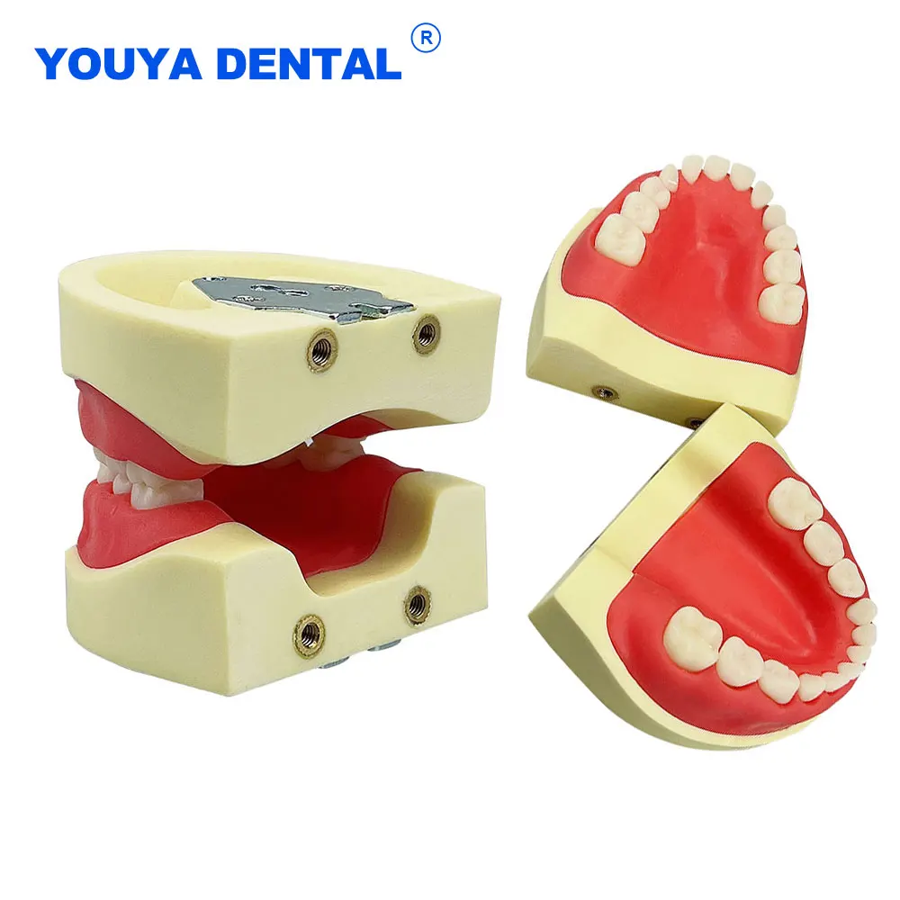 

Standard Dental Training Typodont Teeth Model Resin Practice Teaching Gum Teeth Jaw Model Dentist Practice Studying for Child