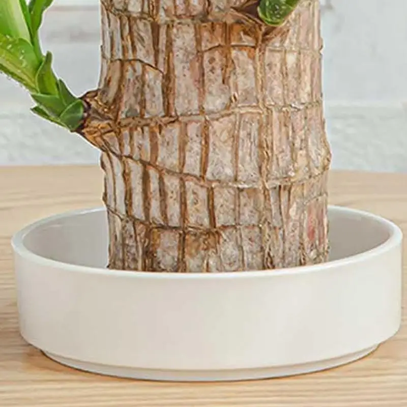 Mini Brazilian Lucky Wood Tray Hydroponic Potted Tree Stump Mini Tray Indoor Office Desk Plant Ornaments To Purify Indoor Air