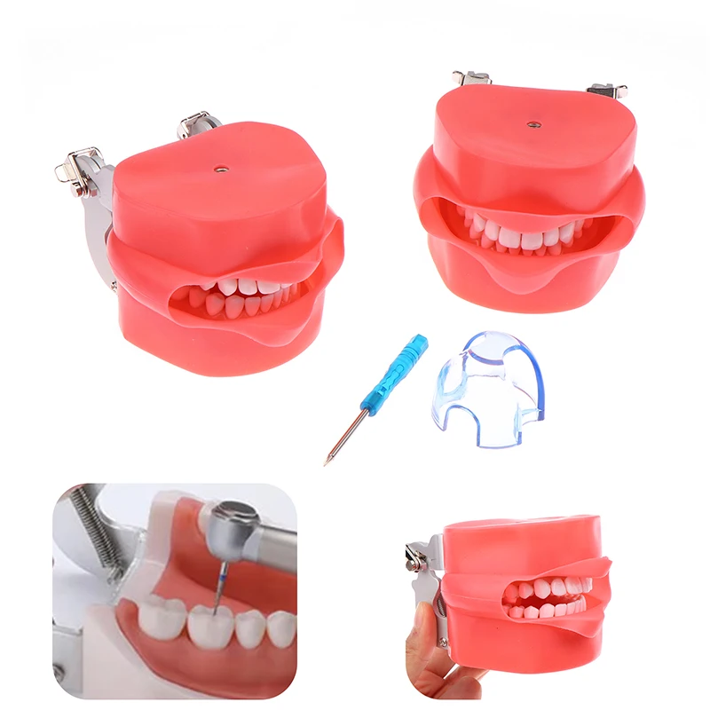 Model Teeth Teaching With Removable 32pcs Tooth And Rubber Simulation Cheek Dental Teaching Model Fit Kilgore