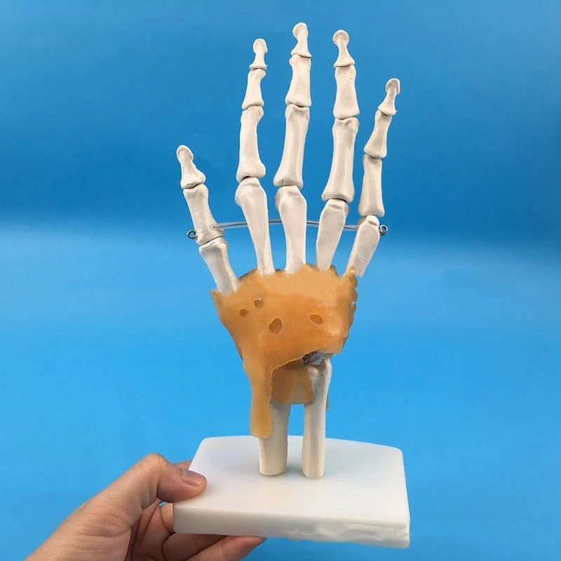 Modelo de articulación de mano humana con ligamentos, Flexible 1:1 tamaño de vida científica, modelo de dedo, herramientas educativas duraderas