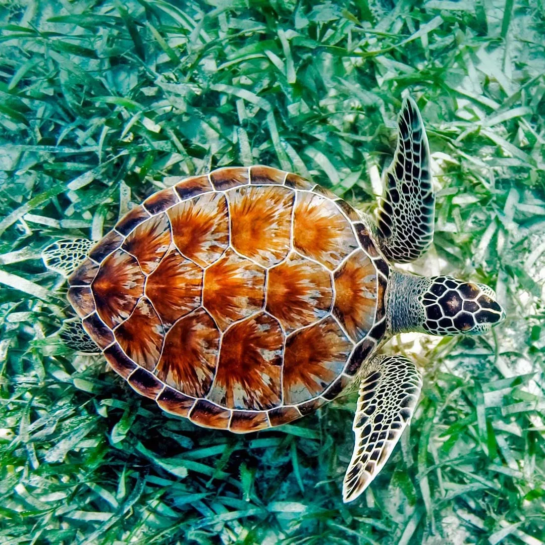 Jy For Benz Ml Gl G… - image