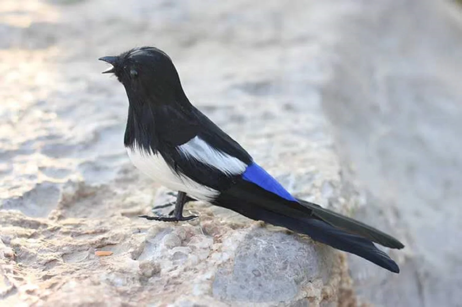 

cute simulation magpie bird model foam&furs real life open-mouth bird gift about 22cm xf2897