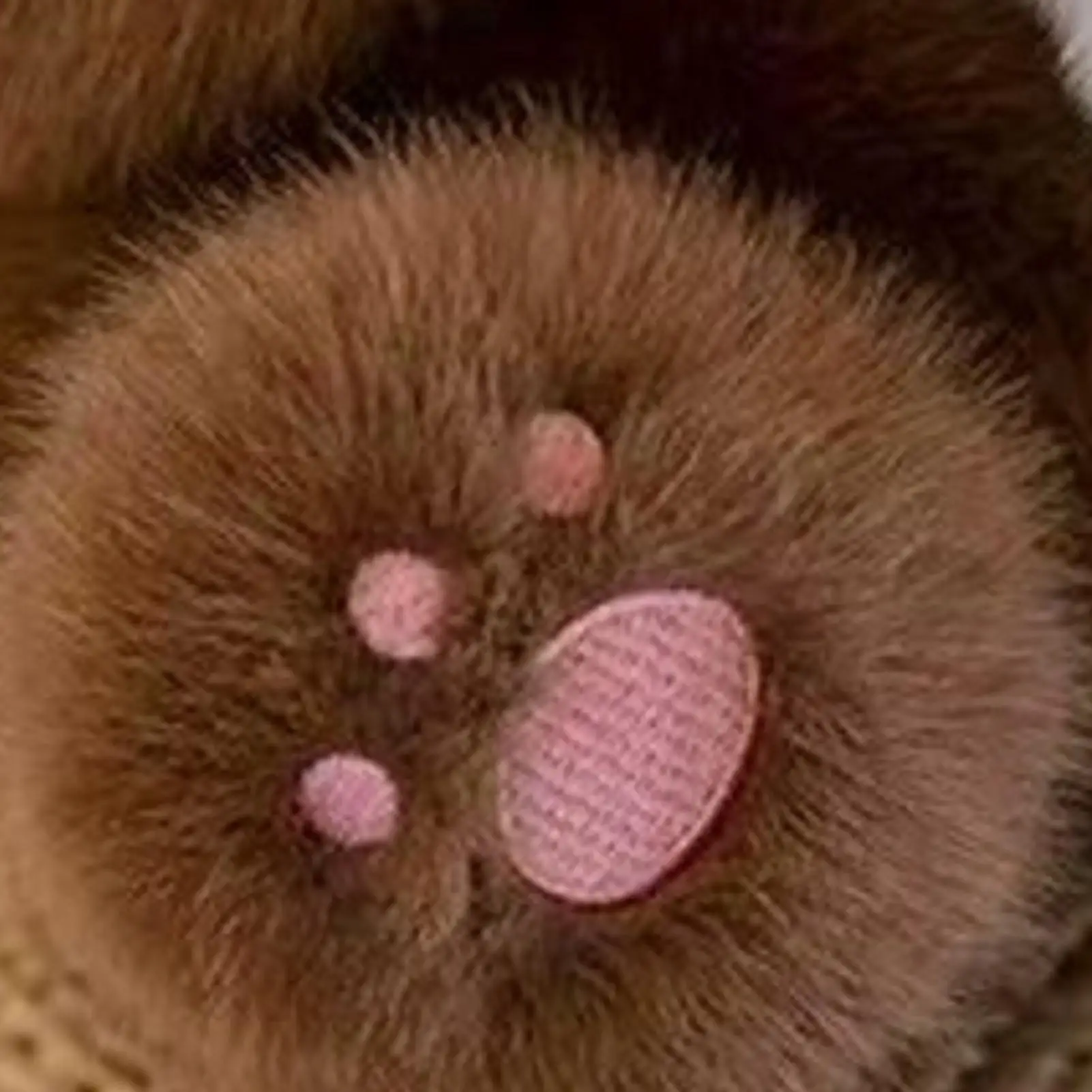 

Плюшевая красная панда, 11,8 дюйма, милые, мягкие, удобные, обнимающие, декор комнаты, плюшевые куклы с мягкими животными, красная панда для мальчиков и девочек, молодежи