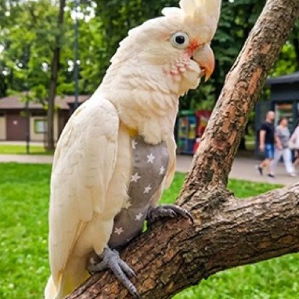 Cute Adjustable Bird Flight Suits Breathable Feces Pocket Parrot Outdoor Leashes Escape Proof Bird Flight Clothes Pet Walking view 5