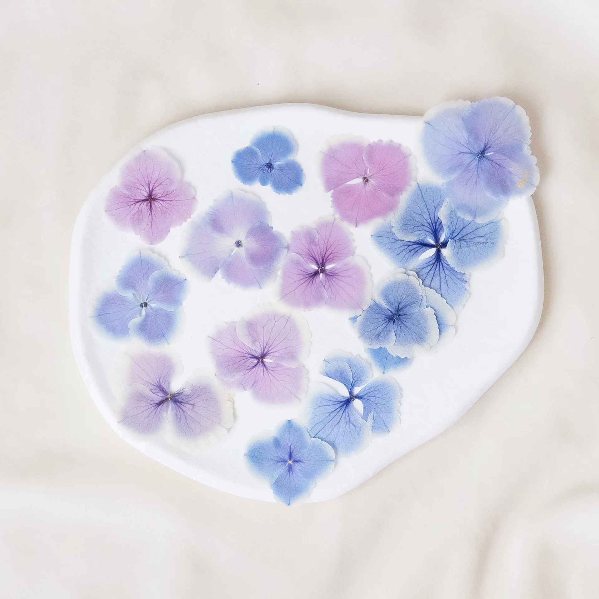 Natural Primary Color Hydrangea Pressed Flower Plant Dried Flower Photo Frame Pressed Flower Painting Resin Jewelry DIY Phone Case Material Pressed Flower Photo Frame