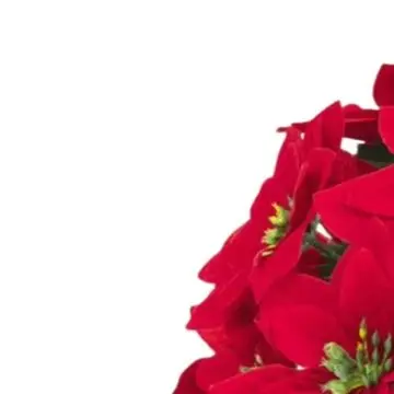 Artificial Poinsettia Decoration Suitable for Christmas Theme Setup in For Home Garden Wedding or Corporate Event