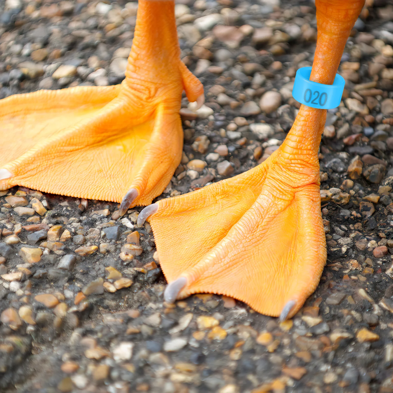 

200Pcs Poultry Foot Rings ABS Numbered Chicken Leg Bands Clip on Lightweight Leg Bands for Pigeons Ducks Birds Easy
