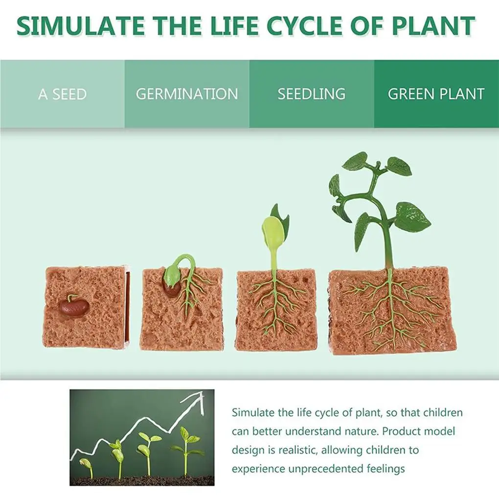 Modelo de crecimiento de plantas de frijol verde de PVC para niños, juguete escolar para el hogar, 1 Juego