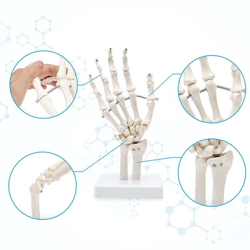 Human Joint Model Hand Foot Joint Bone Model Hingh Quality Pvc Statues Medical Teaching Supplies Art Painting Props