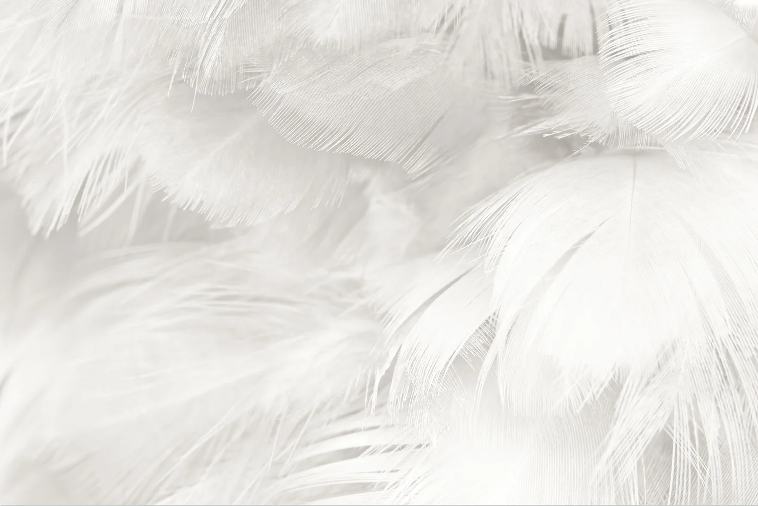 

Custom wallpaper 3d Nordic modern minimalist white feather living room bedroom TV background wall decoration 3d wallpaper